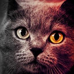 🔥🔥SOHBET-I ALEM🔥🔥